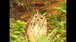 The resident Indian eagle owl is nesting in Aravalli’s ancient slopes, while the Blue-cheeked bee-eater makes nests in slippery sandbanks. Such breeding spots are few, but marriage halls, restaurants and farmhouses dotting the hills are aplenty (NEHA SINHA) The resident Indian eagle owl is nesting in Aravalli’s ancient slopes, while the Blue-cheeked bee-eater makes nests in slippery sandbanks. Such breeding spots are few, but marriage halls, restaurants and farmhouses dotting the hills are aplenty (NEHA SINHA)
