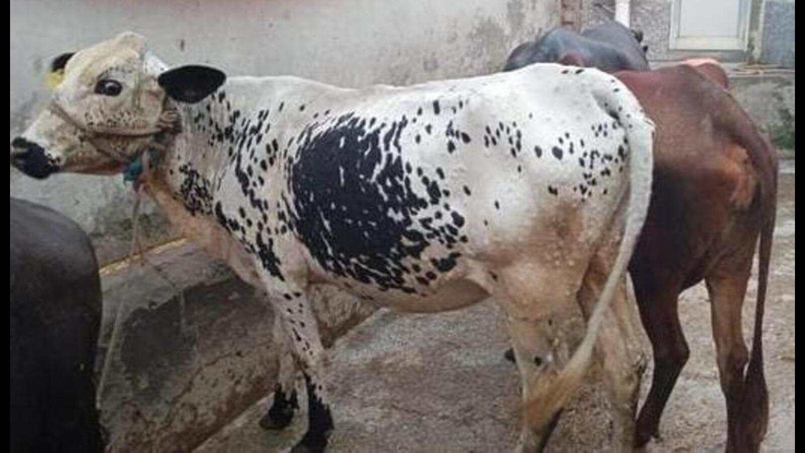 Punjab Teams Formed To Check lumpy Skin Disease In Animals 