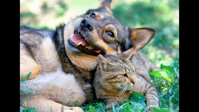 Friends furrever (Shutterstock) Friends furrever (Shutterstock)