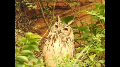The resident Indian eagle owl is nesting in Aravalli’s ancient slopes, while the Blue-cheeked bee-eater makes nests in slippery sandbanks. Such breeding spots are few, but marriage halls, restaurants and farmhouses dotting the hills are aplenty (NEHA SINHA) The resident Indian eagle owl is nesting in Aravalli’s ancient slopes, while the Blue-cheeked bee-eater makes nests in slippery sandbanks. Such breeding spots are few, but marriage halls, restaurants and farmhouses dotting the hills are aplenty (NEHA SINHA)