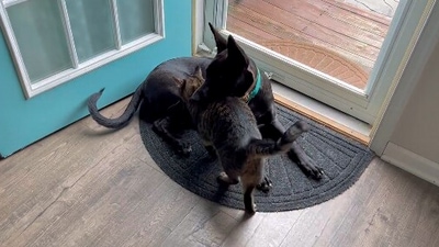 The image from the Reddit video shows the pup with the cat scared of dogs. (Reddit/@SD-29)