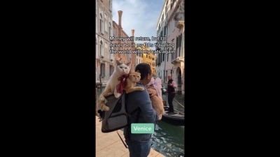 A screengrab from the video that shows pet dad travelling the world with his three cats. (Instagram/@spongecake_thescottishfold)