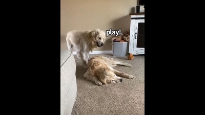 Screengrab of the video that showcases a Golden Retriever dog asking its pooch sibling to play in an adorable cute way. (Instagram/@charlie_the_golden18) Screengrab of the video that showcases a Golden Retriever dog asking its pooch sibling to play in an adorable cute way. (Instagram/@charlie_the_golden18)