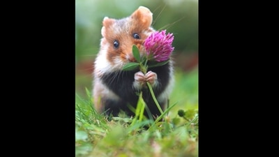 Screengrab from the video that shows wild hamster posing with flower for photographs. (Instagram/@julianradwildlife) Screengrab from the video that shows wild hamster posing with flower for photographs. (Instagram/@julianradwildlife)
