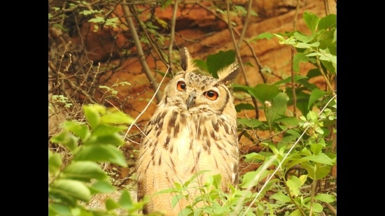 The resident Indian eagle owl is nesting in Aravalli’s ancient slopes, while the Blue-cheeked bee-eater makes nests in slippery sandbanks. Such breeding spots are few, but marriage halls, restaurants and farmhouses dotting the hills are aplenty (NEHA SINHA) The resident Indian eagle owl is nesting in Aravalli’s ancient slopes, while the Blue-cheeked bee-eater makes nests in slippery sandbanks. Such breeding spots are few, but marriage halls, restaurants and farmhouses dotting the hills are aplenty (NEHA SINHA)