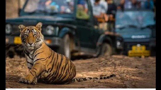 Villagers have been asked to be on high alert and work in groups in their fields as movement of a tigress had been reported in the area in Lakhimpur. (Pic for representation)