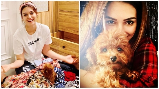 Kriti once shared a picture to show how Phoebe interfered her to enjoy some playtime as the actor sat to declutter her wardrobe during lockdown. Sharing a picture with Phoebe, she also announced on Instagram a few days later, “I am in love.”