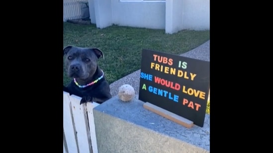 This dog waits to get pets from its friendly neighbours.&nbsp;(Instagram/@tubsthebluestaffy)