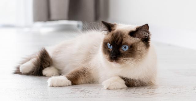 A Ragdoll cat (Shutterstock) A Ragdoll cat (Shutterstock)