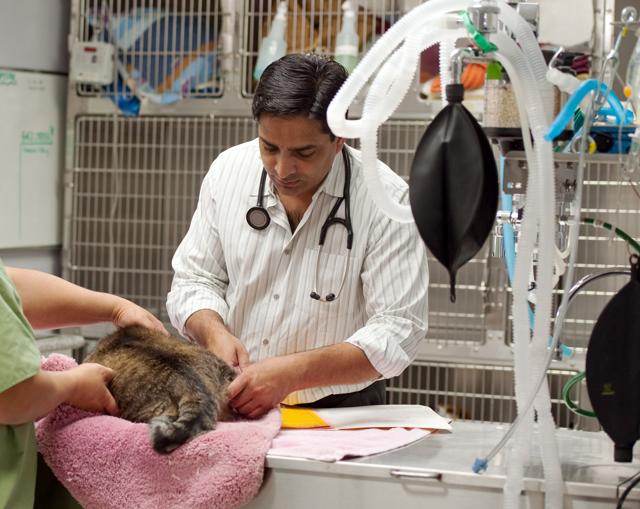 A single trip to the neighbourhood veterinarian can cost up to ₹4000. (Shutterstock) A single trip to the neighbourhood veterinarian can cost up to ₹4000. (Shutterstock)