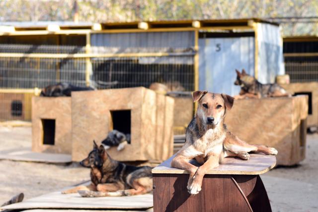 It’s easy to smuggle in a cat and convince yourself there’s a place for just one more, but the future is far from rosy for dogs. (Shutterstock) It’s easy to smuggle in a cat and convince yourself there’s a place for just one more, but the future is far from rosy for dogs. (Shutterstock)
