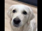 This Golden Retriever dog has a lot of struggles in its life. This Golden Retriever dog has a lot of struggles in its life.