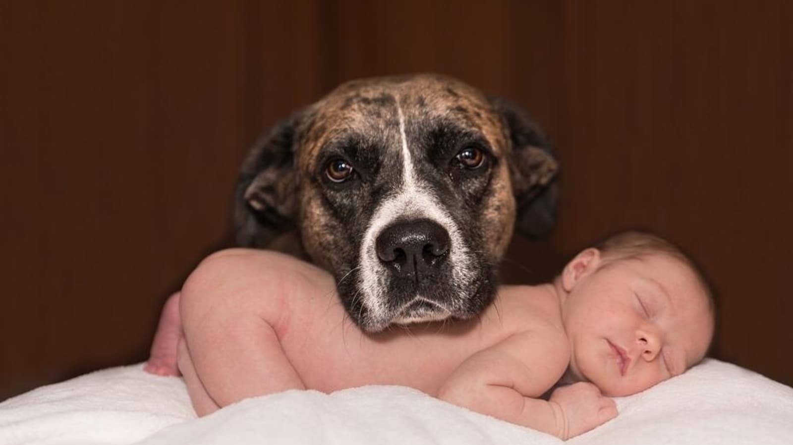 Is your baby safe around pets? Expert tips to build a bond between ...
