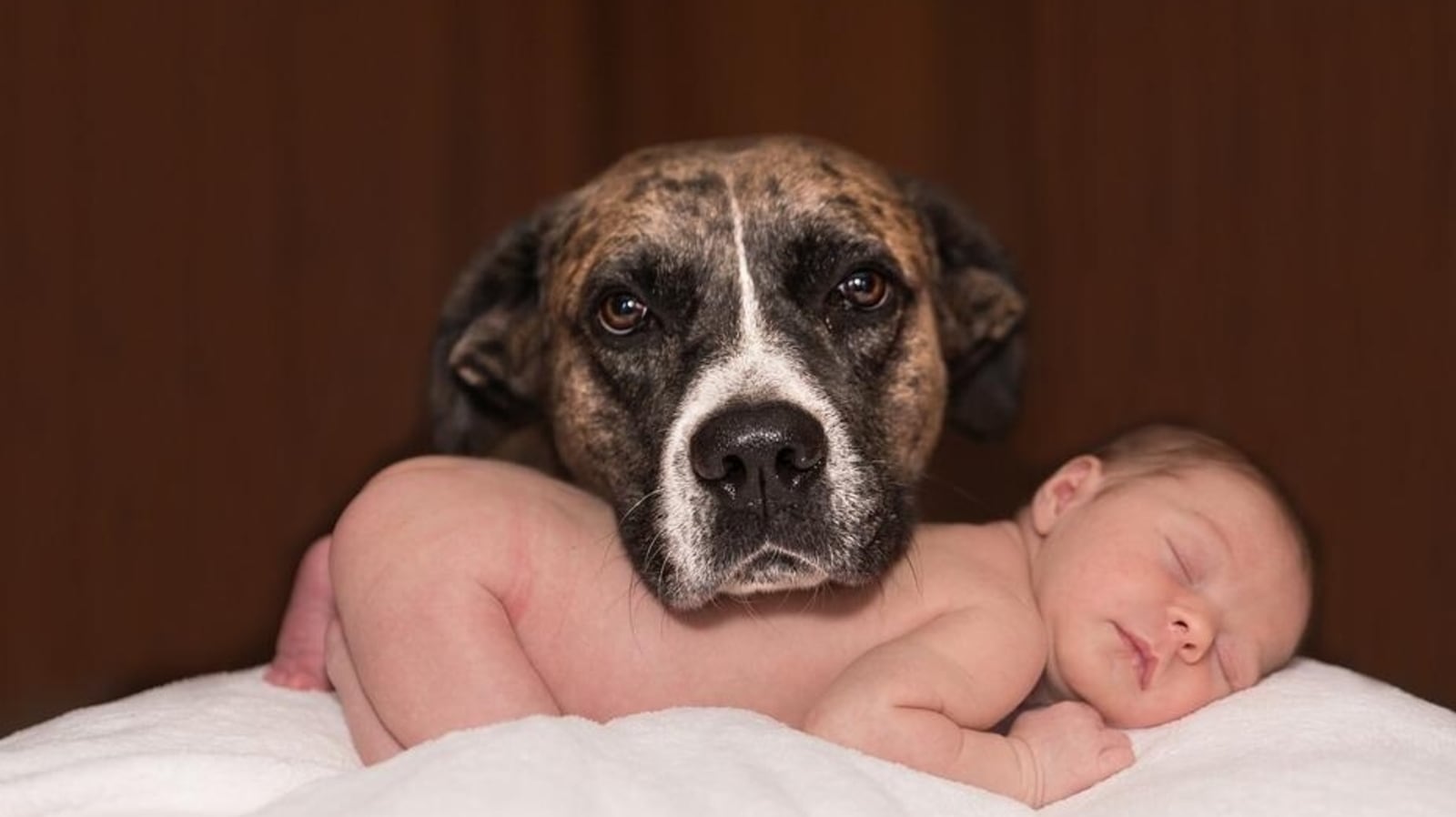 can newborn babies be around dogs