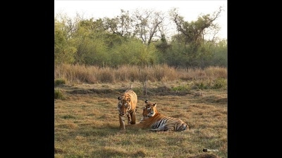 134 tigers have died in Maharashtra since 2017, as per data shared by the National Tiger Conservation Authority (NTCA) (HT FILE PHOTO) 134 tigers have died in Maharashtra since 2017, as per data shared by the National Tiger Conservation Authority (NTCA) (HT FILE PHOTO)