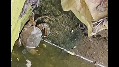 Fishes and crabs in large numbers were found dead in a creek in Uran Taluka. (HT PHOTO)