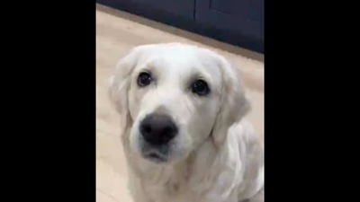 This Golden Retriever dog has a lot of struggles in its life. (Instagram/@ladyandtheblues) This Golden Retriever dog has a lot of struggles in its life. (Instagram/@ladyandtheblues)