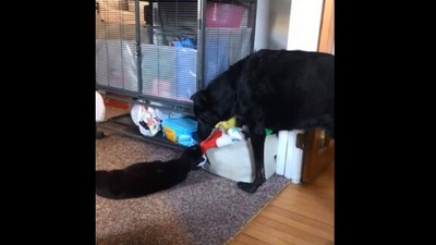 The image, taken from the Reddit video, shows the cat and the dog siblings. (Reddit/@westcoastcdn19)