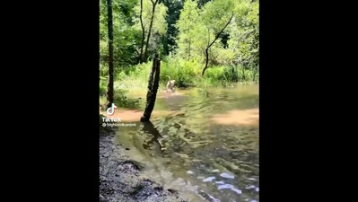 The image, taken from the Instagram video, shows the dog on its way to jump into a waterbody. (Instagram/@weratedogs)
