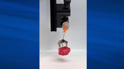 The image, taken from the YouTube video, shows a dead spider being used as a robotic gripper. (YouTube/@Rice University)