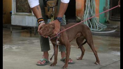 Amit Tripathi with his Pitbull (Deepak Gupta/ht)