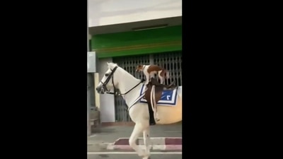 A screengrab from the viral video shows the dog riding the horse.&nbsp; (Twitter/@Yoda4ever)