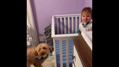 This is the dog's ‘new purpose’ - to wake its human’s son up.&nbsp; (Instagram/@minidoodlebentley)