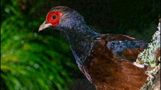 The recent sighting of Manipur’s state bird ‘Nong-in’. (Oken Sanasam)
