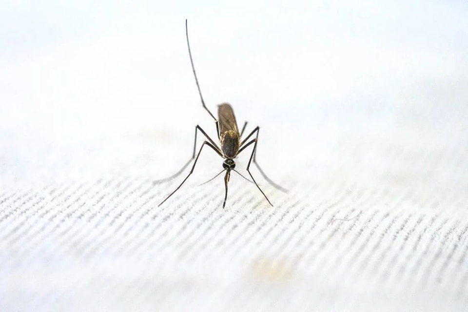 Japanese Encephalitis: All you want to know (Pexels) Japanese Encephalitis: All you want to know (Pexels)