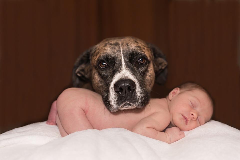 While our pets usually become very loving and protective siblings, initially the baby is a subject of great curiosity and mystery to the pet (Pixabay) While our pets usually become very loving and protective siblings, initially the baby is a subject of great curiosity and mystery to the pet (Pixabay)