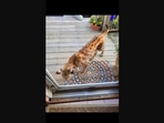 The image shows an exotic cat roaming around in a neighbourhood in the US.