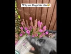 The image, taken from the Reddit video, shows the dog trying to take a bite of the water flowing from a hose.