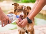 Diabetes in dogs is common. Female dogs are twice likely to develop diabetes compared to males.(Pixabay) Diabetes in dogs is common. Female dogs are twice likely to develop diabetes compared to males.(Pixabay)