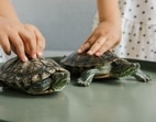 Pet care mistakes: Things people often ignore while taking care of their pets (EKATERINA BOLOVTSOVA) Pet care mistakes: Things people often ignore while taking care of their pets (EKATERINA BOLOVTSOVA)
