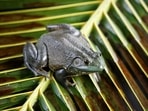 Invasive frog and snake species cost world economy $16 billion: Study