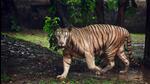The NTCA has also decided to put in efforts to move away from tiger centric tourism. (ANI) The NTCA has also decided to put in efforts to move away from tiger centric tourism. (ANI)