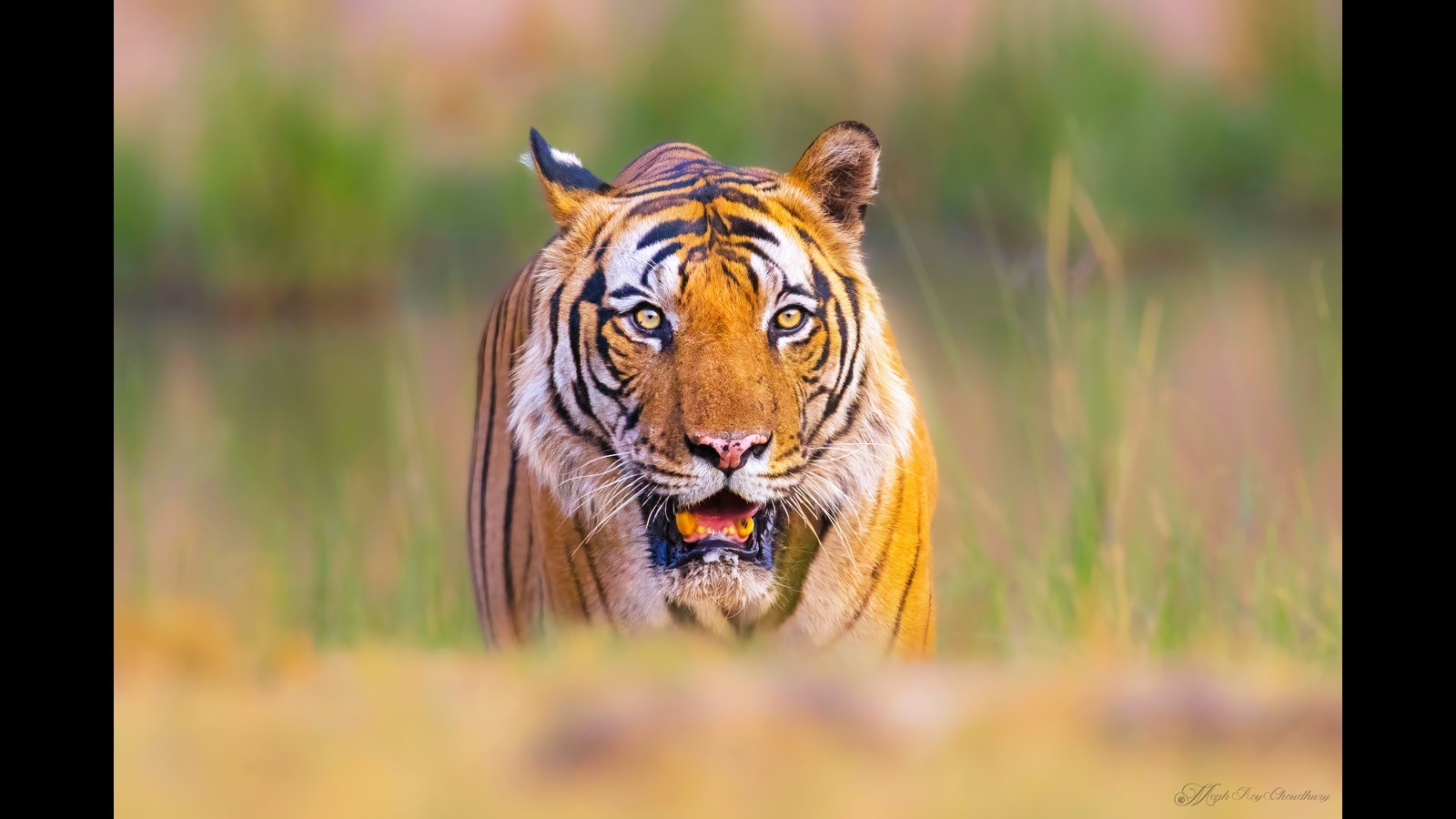 Male Indian Tiger in Ranthambore India Framed Canvas Leather -  Israel