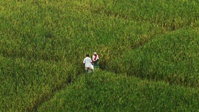 Farmers work at a paddy field in eastern India. (AFP File Photo) Farmers work at a paddy field in eastern India. (AFP File Photo)