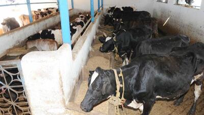 Karnataka animal husbandry minister Prabhu B Chavan on Thursday said he adopted 31 cows in the government and private goshalas, one in each district under “Punyakoti Dattu Yojana” (cow adoption) portal. (HT File)