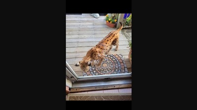 The image shows an exotic cat roaming around in a neighbourhood in the US. (Facebook/@strongislandrescue )
