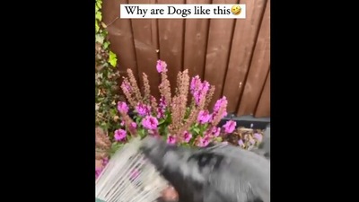 The image, taken from the Reddit video, shows the dog trying to take a bite of the water flowing from a hose. (Instagram/@PepsiColaMirinda)