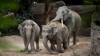 Asian elephants (Elephas maximus) are seen at Kaeng Krachan elephant park at Zurich zoo on July 27, 2022. (Photo by Fabrice COFFRINI / AFP) (AFP)