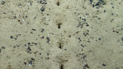 The pic shows mysterious holes in the seafloor which has baffled scientists. (Twitter/@oceanexplorer)