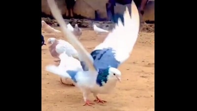 The image, taken from the viral video, shows the pigeon ‘performing’ backflips. (Screengrab)