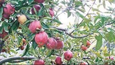 The farmers submitted a 20-point charter to the Himachal CM. Rhe government decided to constitute a committee under the chairpersonship of the chief secretary to look into the farmers’ grievance. (Representative image/HT File)