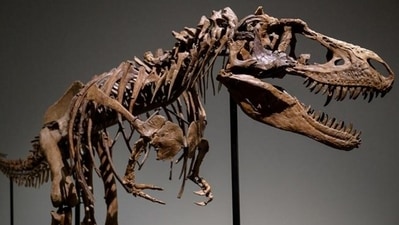 With a dinosaur skeleton sold for $6 million this week, priceless prehistoric relics need to be well-maintained. (Angela Weiss/AFP via Getty Images) With a dinosaur skeleton sold for $6 million this week, priceless prehistoric relics need to be well-maintained. (Angela Weiss/AFP via Getty Images)