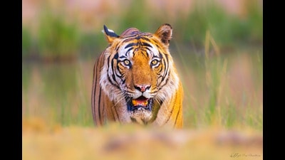 Eye of the tiger Eye of the tiger