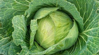 Cabbage is known to cause gas – however, it is suggested to speak to a doctor before eliminating it from the diet, as it comes with multiple health benefits as well. (Unsplash)