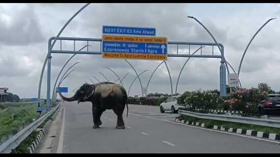 The elephant on the Lucknow-Agra expressway on Friday (Sourced) The elephant on the Lucknow-Agra expressway on Friday (Sourced)