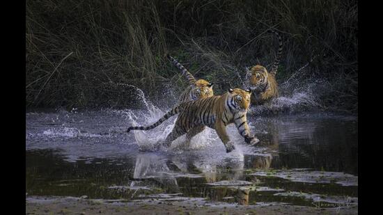 Painting of Bengal Tiger Resting in the Grass on Display at Jaipur